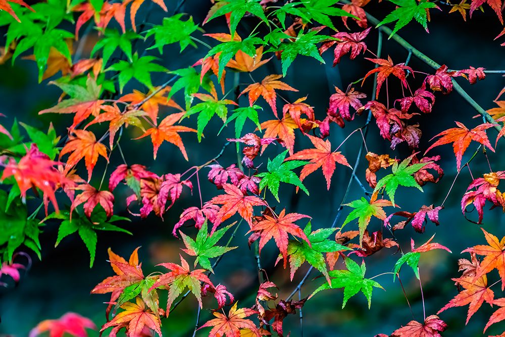 Colorful foliage, Tofuku-ji Buddhist temple, Kyoto, Japan. Famous for its autumn leaves.
